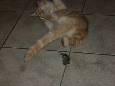 Fuchurs Maus 007.jpg