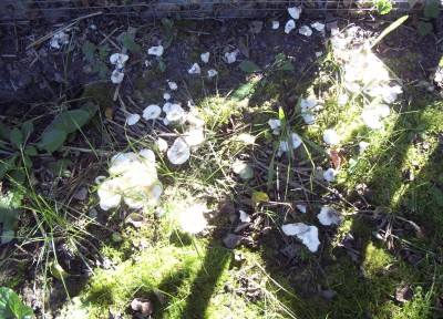 2011-10-03 - Pflanzen 018.jpg