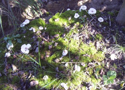 2011-10-03 - Pflanzen 017.jpg