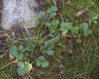 2011-10-03 - Pflanzen 013.jpg