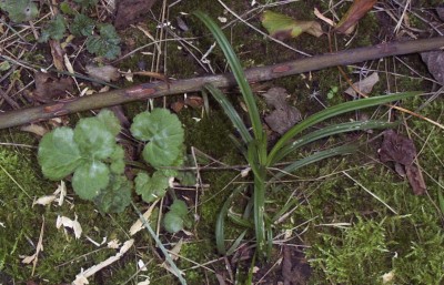 2011-10-03 - Pflanzen 014.jpg