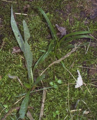 2011-10-03 - Pflanzen 020.jpg