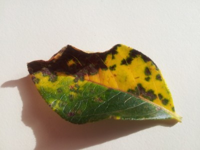 20111003_161006.jpg