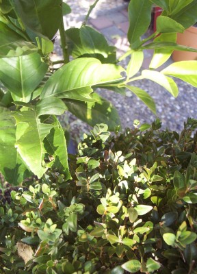 2011-10-03 - Pflanzen 007.jpg