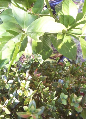 2011-10-03 - Pflanzen 006.jpg