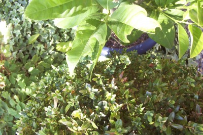 2011-10-03 - Pflanzen 005.jpg