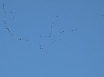 Wildgänse im Abflug.JPG