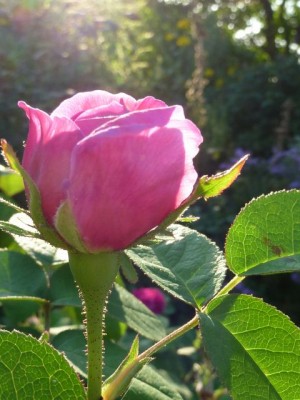 039 - Kopie (480x640).jpg