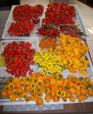 03.10.2011_Sortieren2.jpg