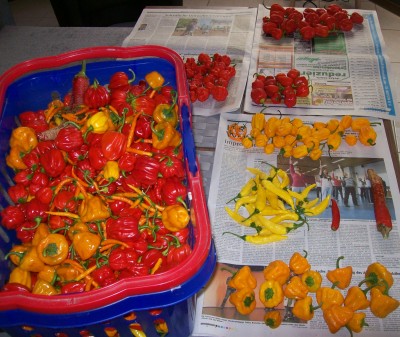 03.10.2011_Sortieren1.jpg