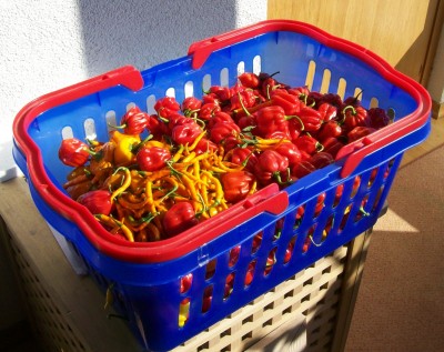 03.10.2011_Ernte.jpg