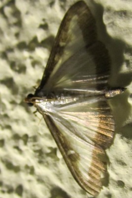 Bild green24 594.jpg