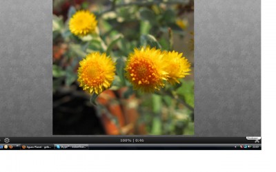 Gelbe Blüten.jpg