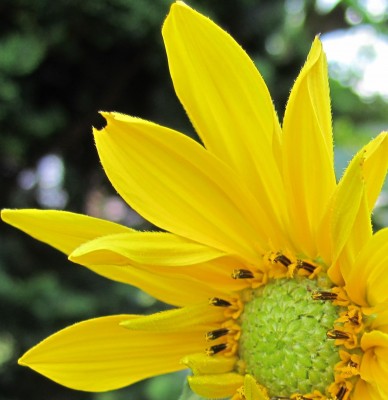 Bild green24 363.jpg