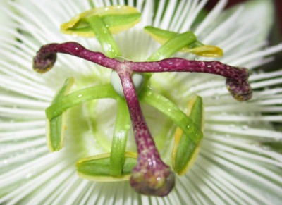 Bild green24 580.jpg