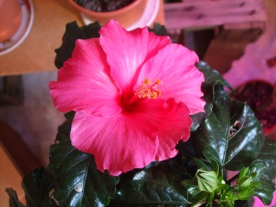 DSCF0392.JPG