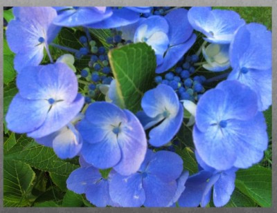 hortensie.jpg