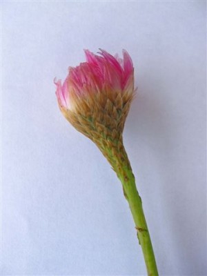 Strohblume I (b).JPG