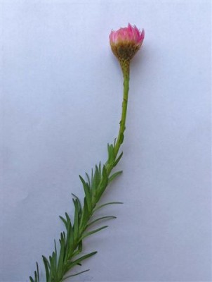 Strohblume I (a).JPG
