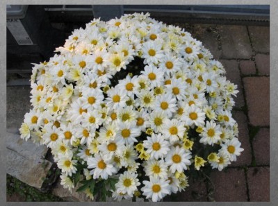 Aster.jpg