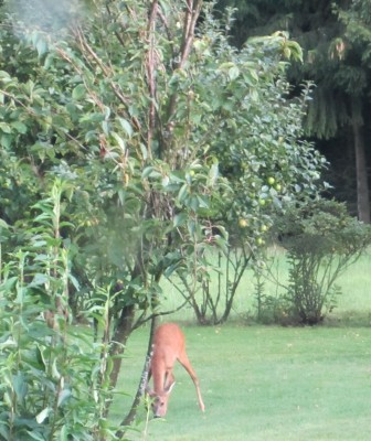 Bild green24 481.jpg