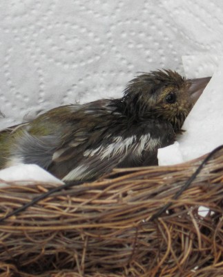 Bild green24 395.jpg