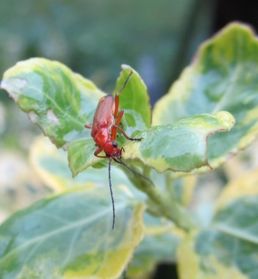 Bild green24 371.jpg