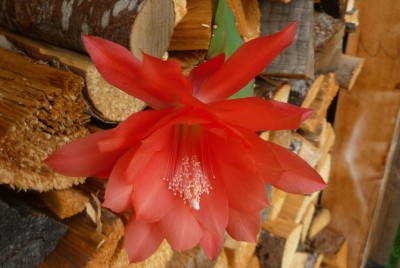 Epi Blüte v. Lilchen.JPG