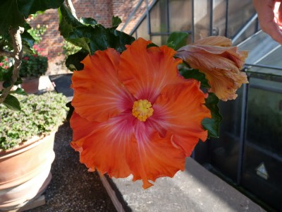 Herrmann Wundram.jpg