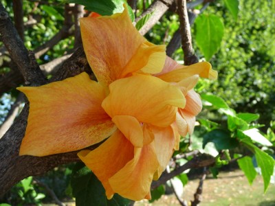 Susanne Königer.jpg