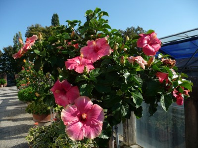 Lucy x unbekannt.jpg