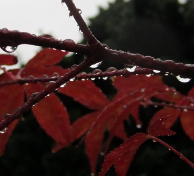 Bild green24 588.jpg