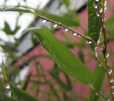 Bild green24 585.jpg