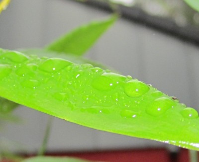 Bild green24 583.jpg