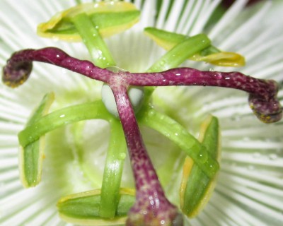 Bild green24 580.jpg