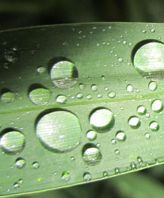 Bild green24 578.jpg