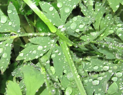 Bild green24 574.jpg