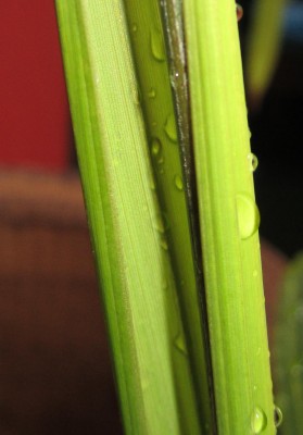 Bild green24 251.jpg