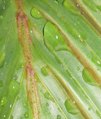 Bild green24 250.jpg