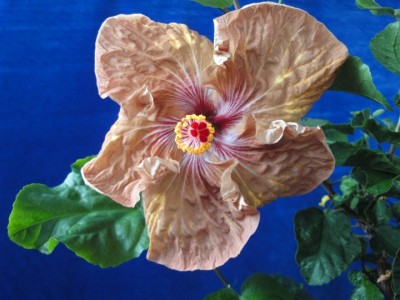 Tylene x Lilly Torbert 05-10-2011.JPG