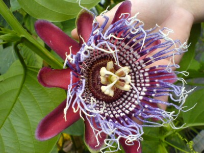 bei Piet Moerman 017.jpg