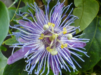 bei Piet Moerman 003.jpg