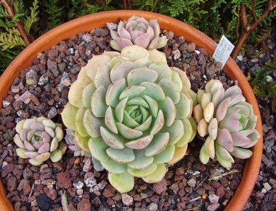 Echeveria 2010-227 (5).jpg