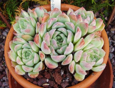Echeveria 2010-240 (3).jpg