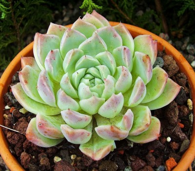 Echeveria 2009-148 (4).jpg