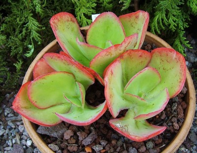 Echeveria 1996-2 (3).jpg
