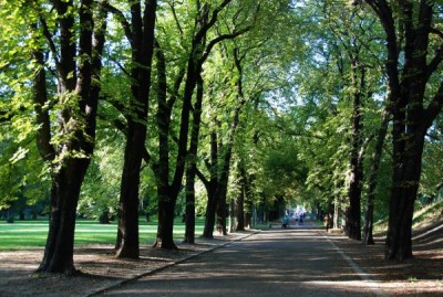 2568-Rosskastanien.jpg