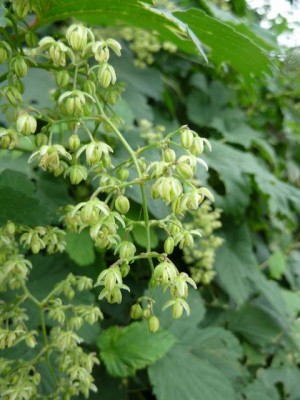 005 - Kopie (480x640).jpg