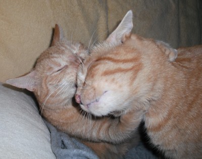 Motte leckt Rocker.jpg