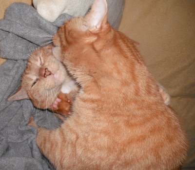 Rocker leckt Motte.jpg